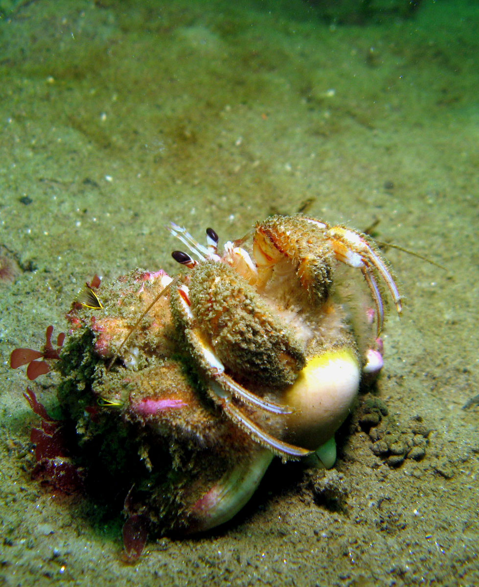 Blackeyed_Hermit_Crab_Pagurus_armatus_crop