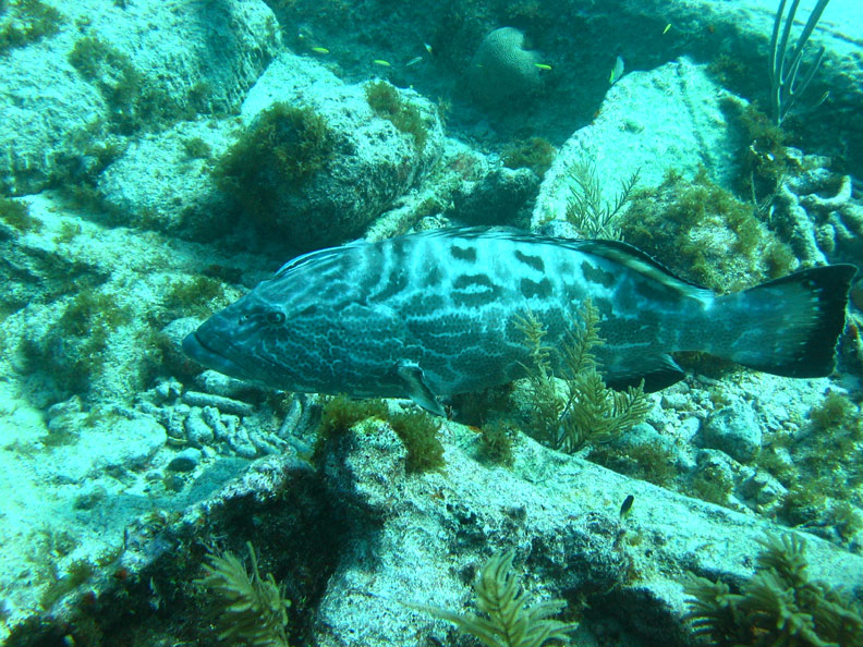 BlackGrouper