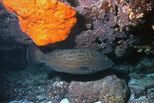 BlackGrouper1