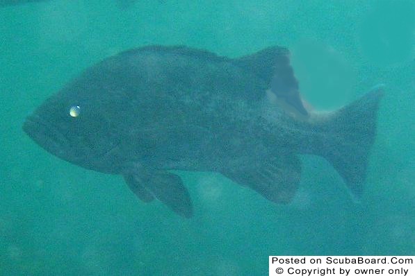 blackrockfish3