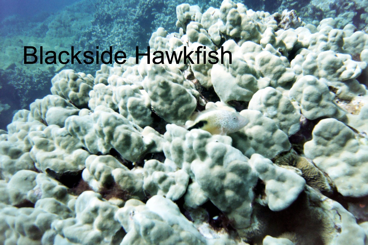 Blackside Hawkfish