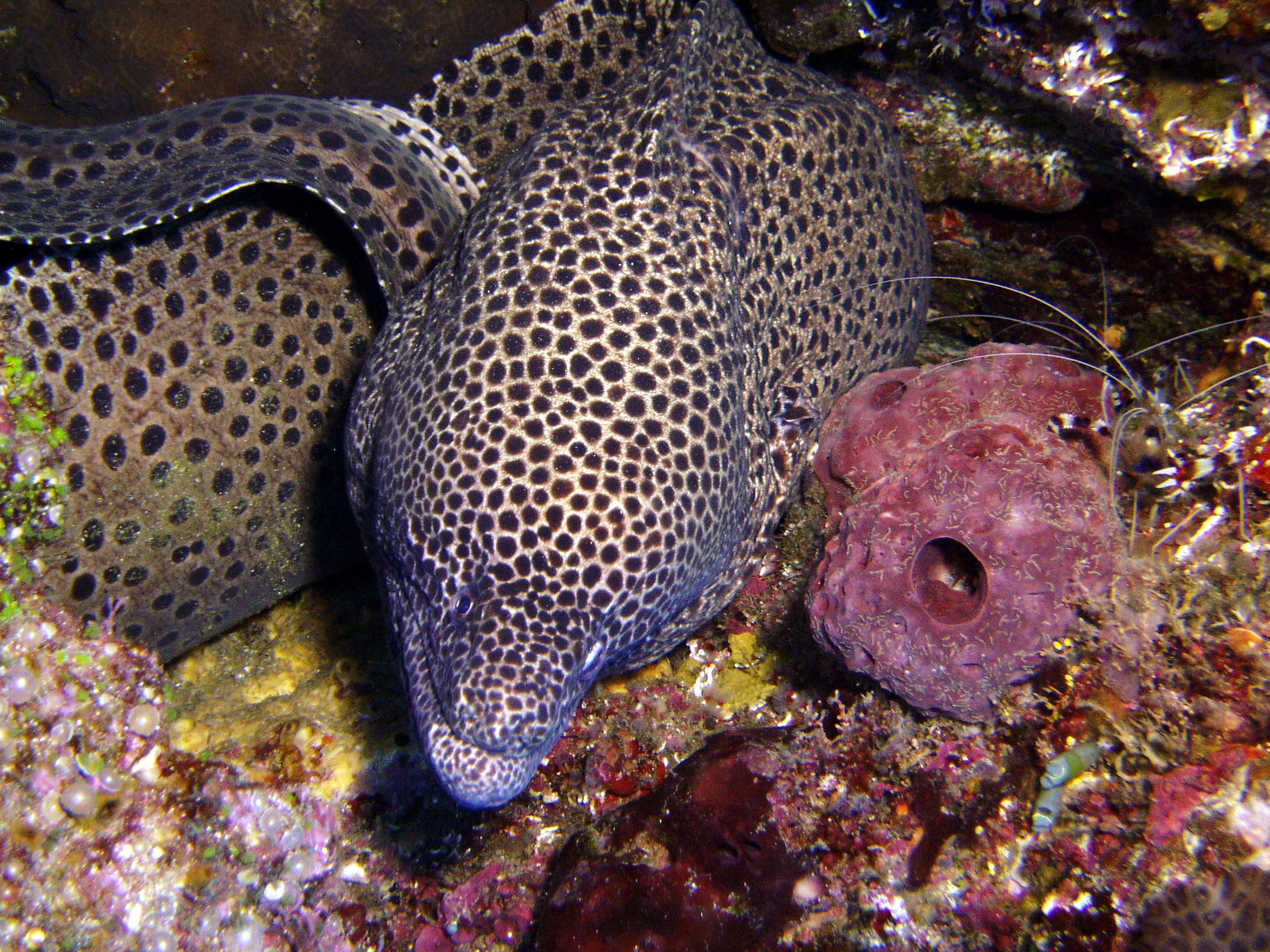 Blackspotted Moray and Shrimp