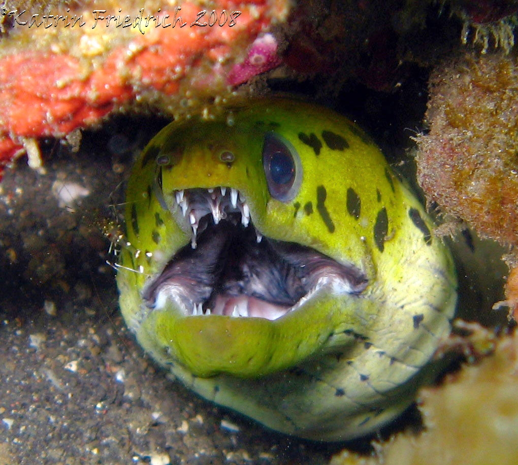 blackspotted moray eel