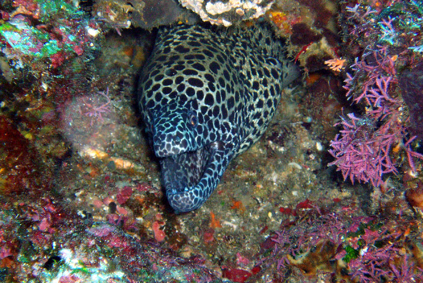 Blackspotted Moray Eel