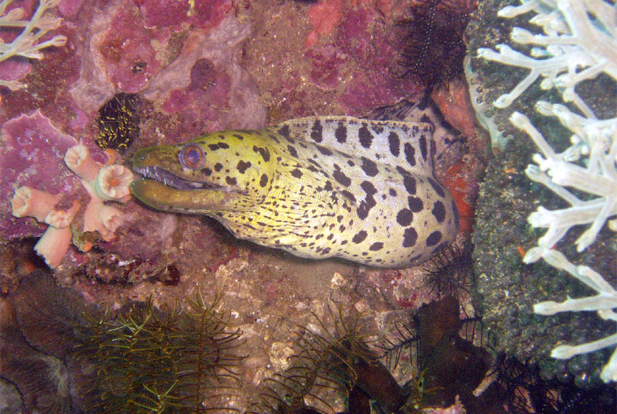 Blackspotted Moray Eel