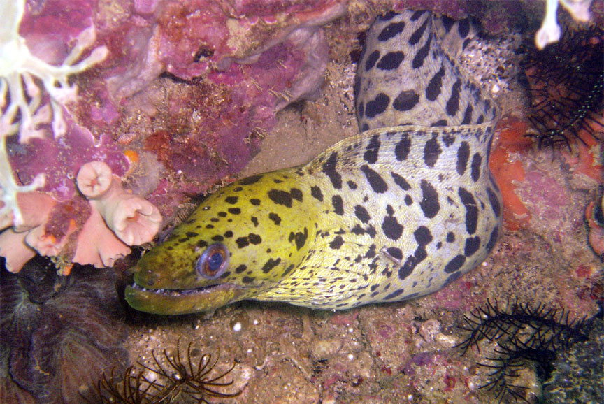 Blackspotted Moray Eel