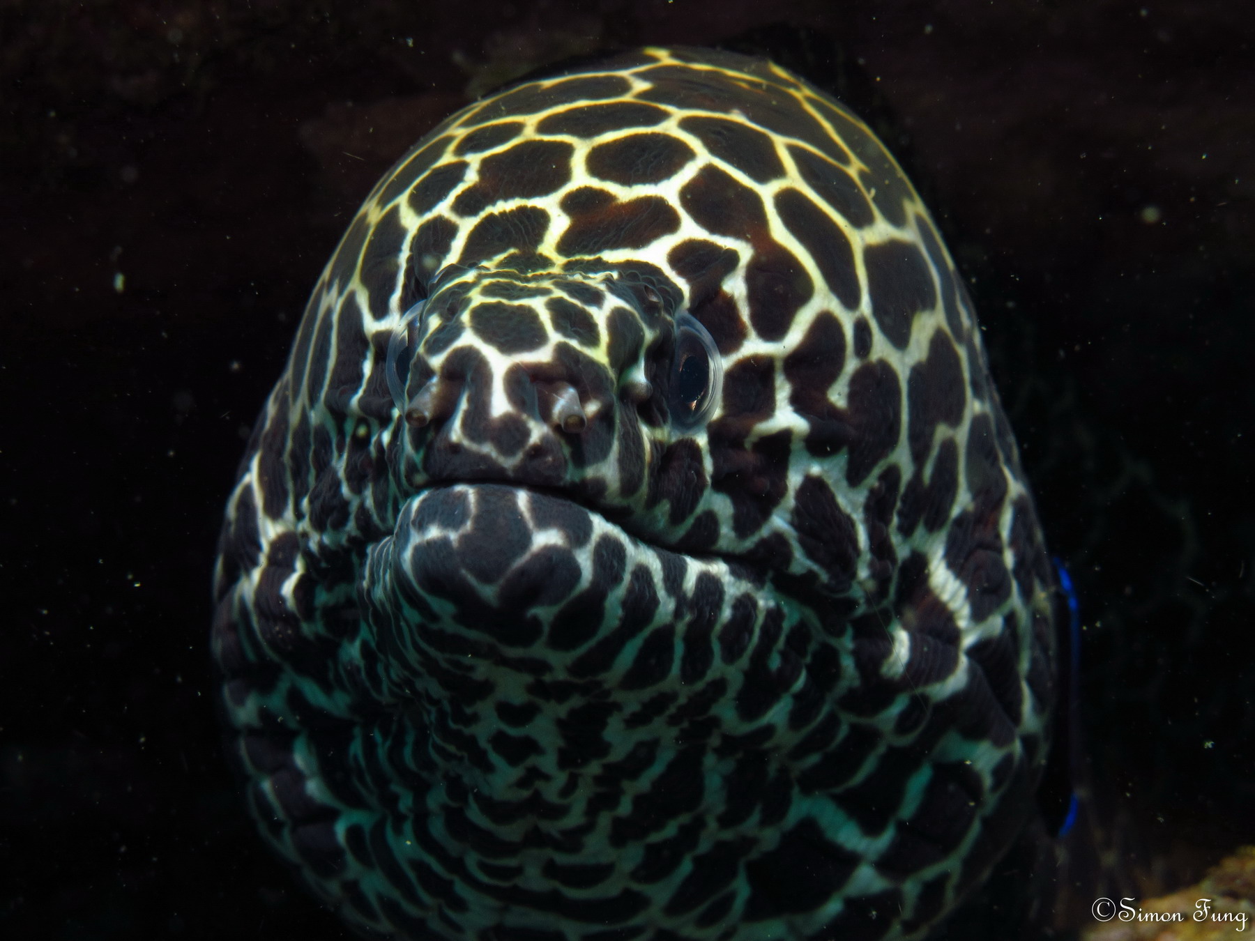 blackspotted moray