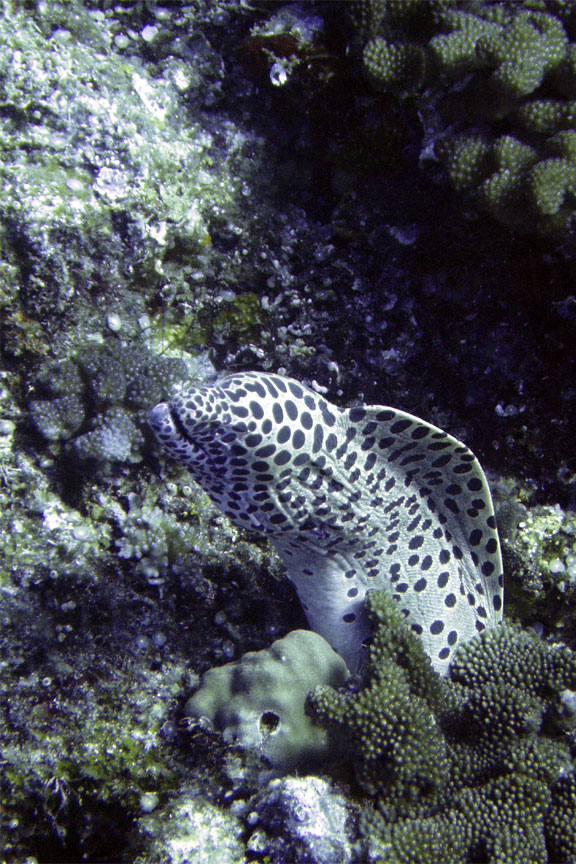 Blackspotted Moray