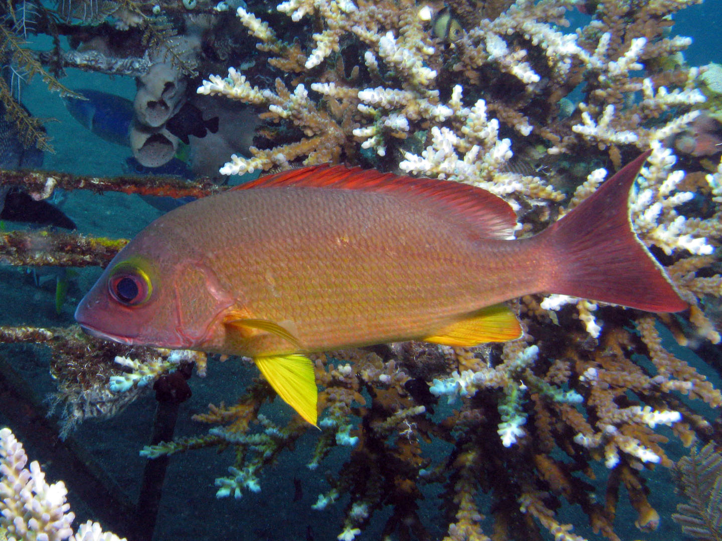 Blacktail snapper (Lutjanus fulvus)