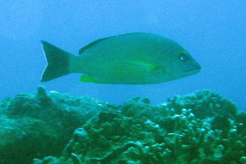 Blacktail Snapper