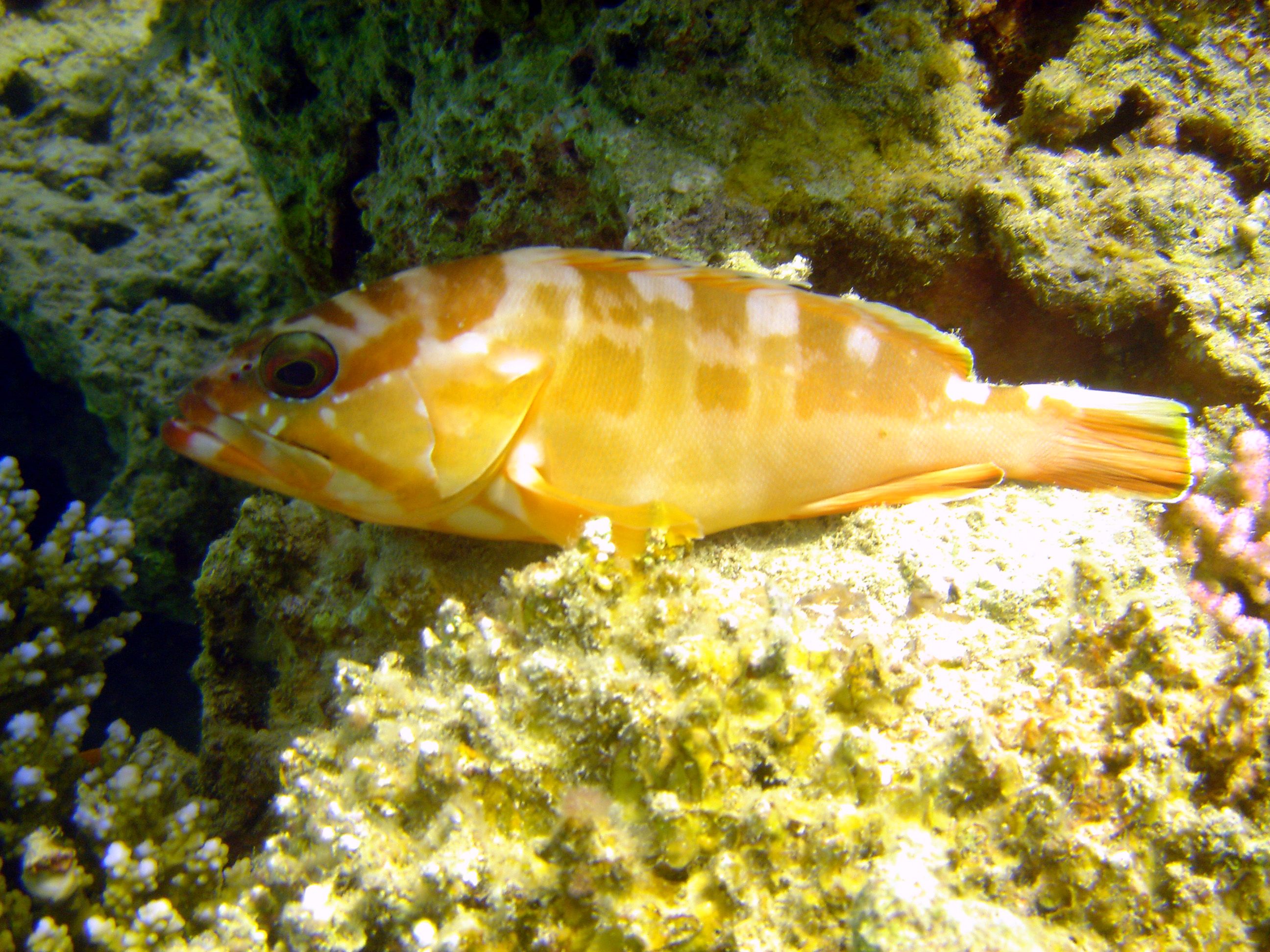 Blacktip Grouper - Nuweiba