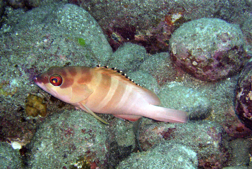 Blacktip Grouper