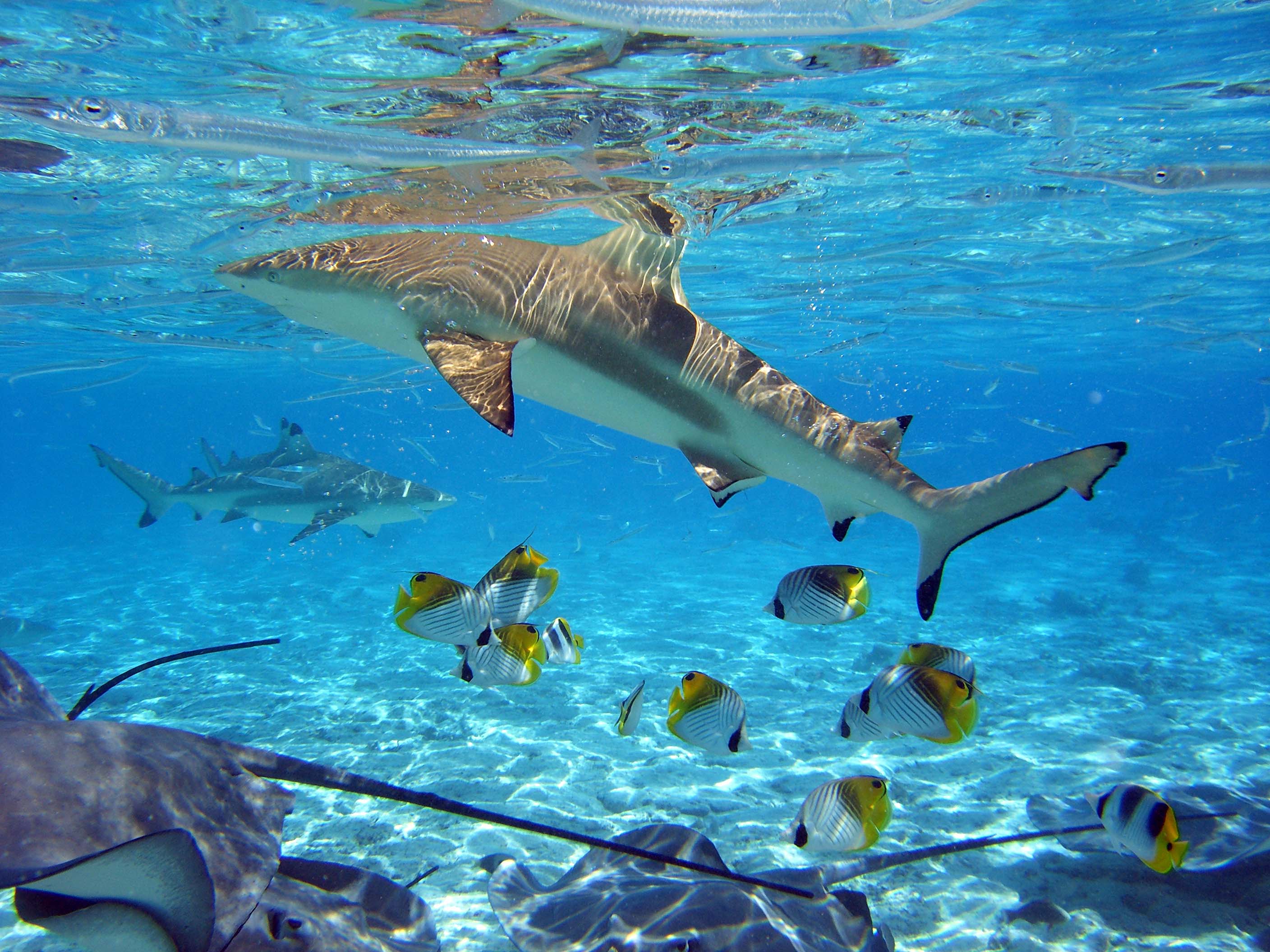 Blacktip reef shark in Bora Bora