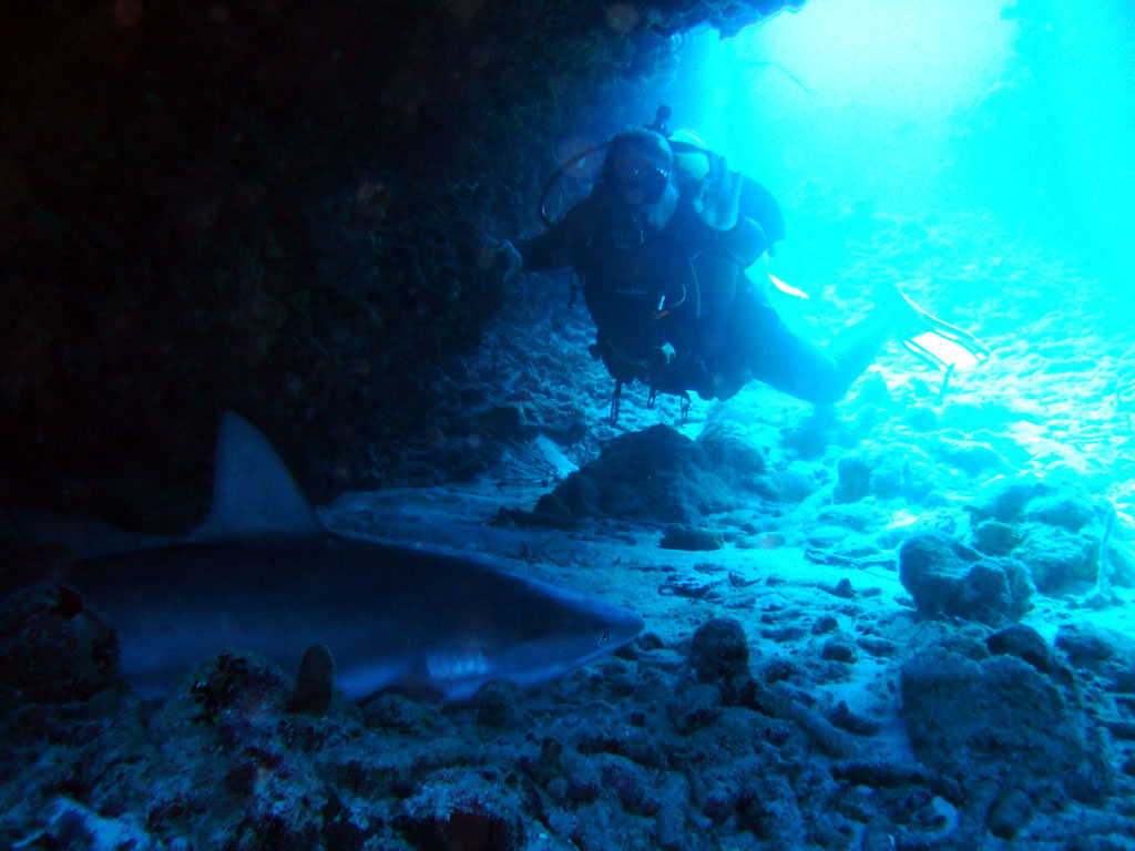 Blacktip reef shark sleeping in cave