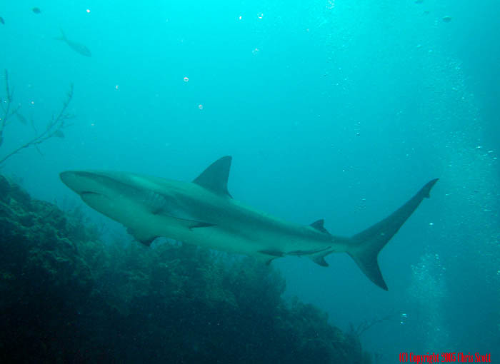 Blacktip Reef Shark