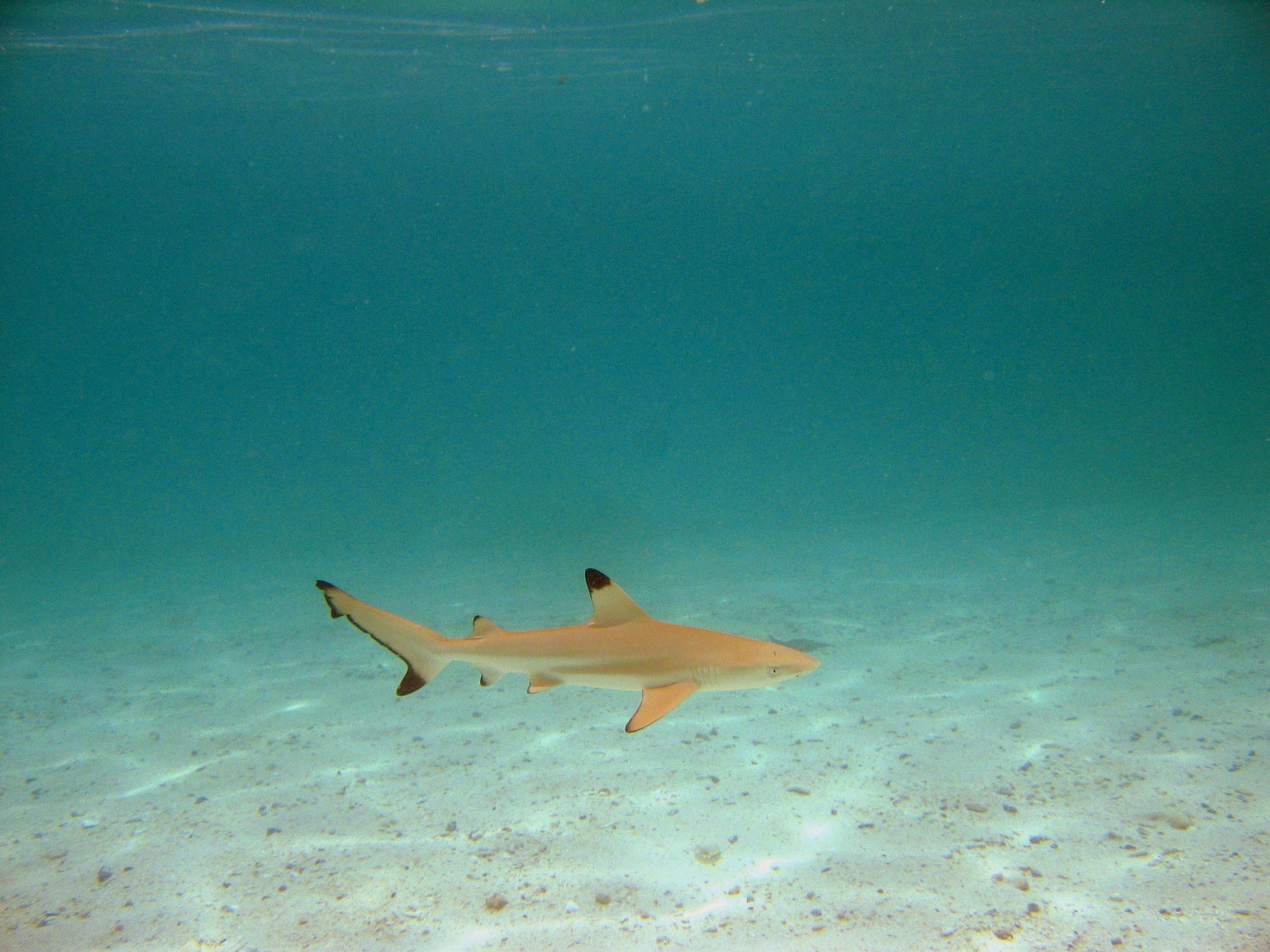 Blacktip Reef Shark