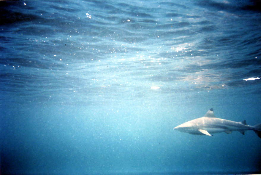blacktip reefshark while snorkeling