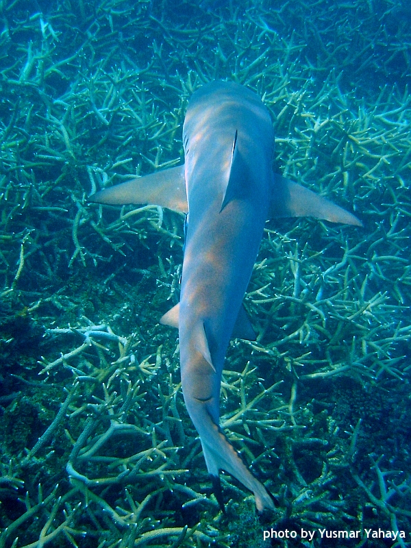 blacktip shark