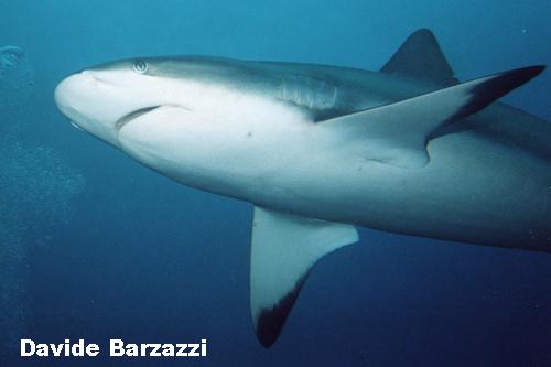 Blacktips Grey Shark