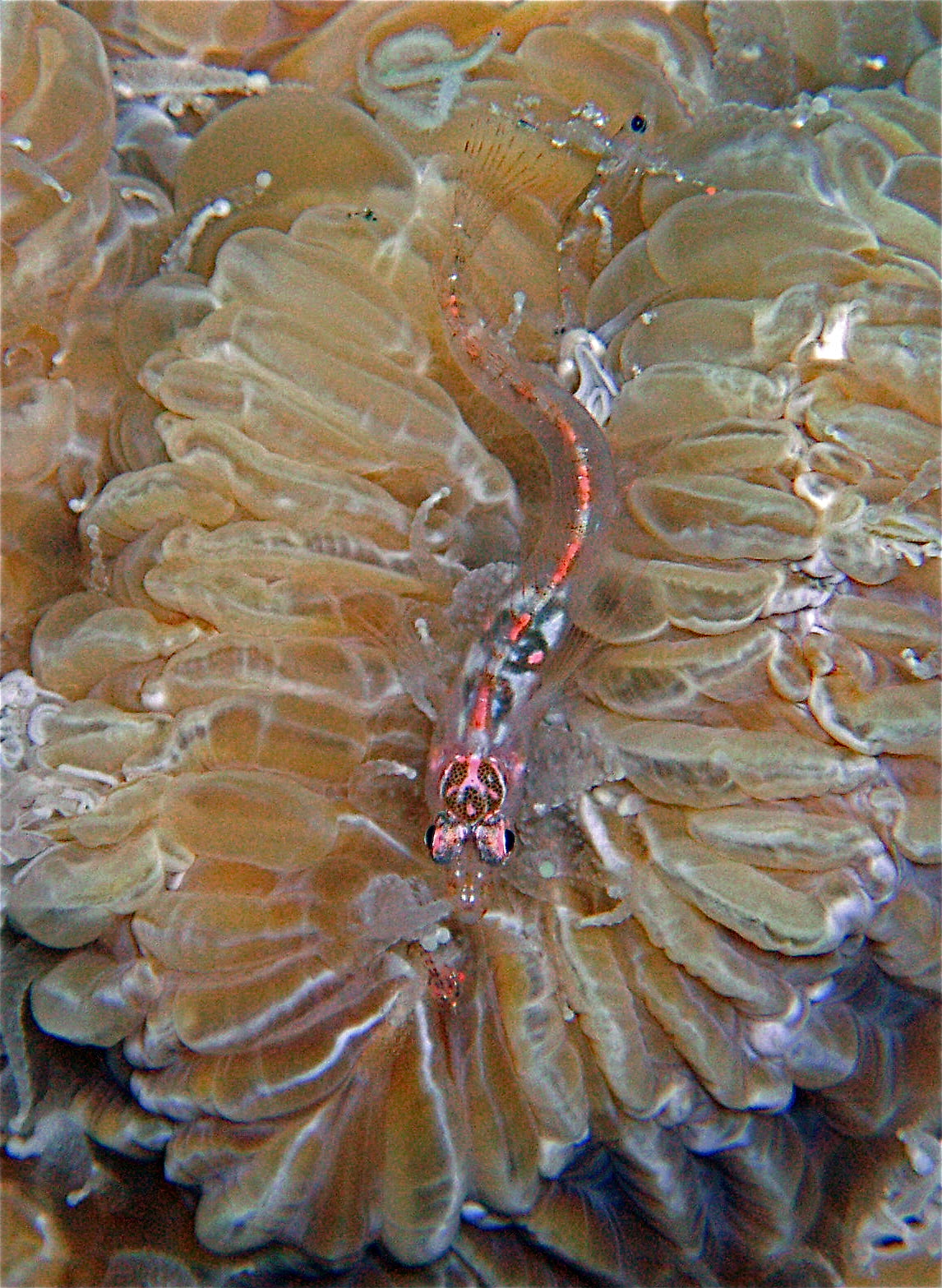 Blennies living in Coral Polyps