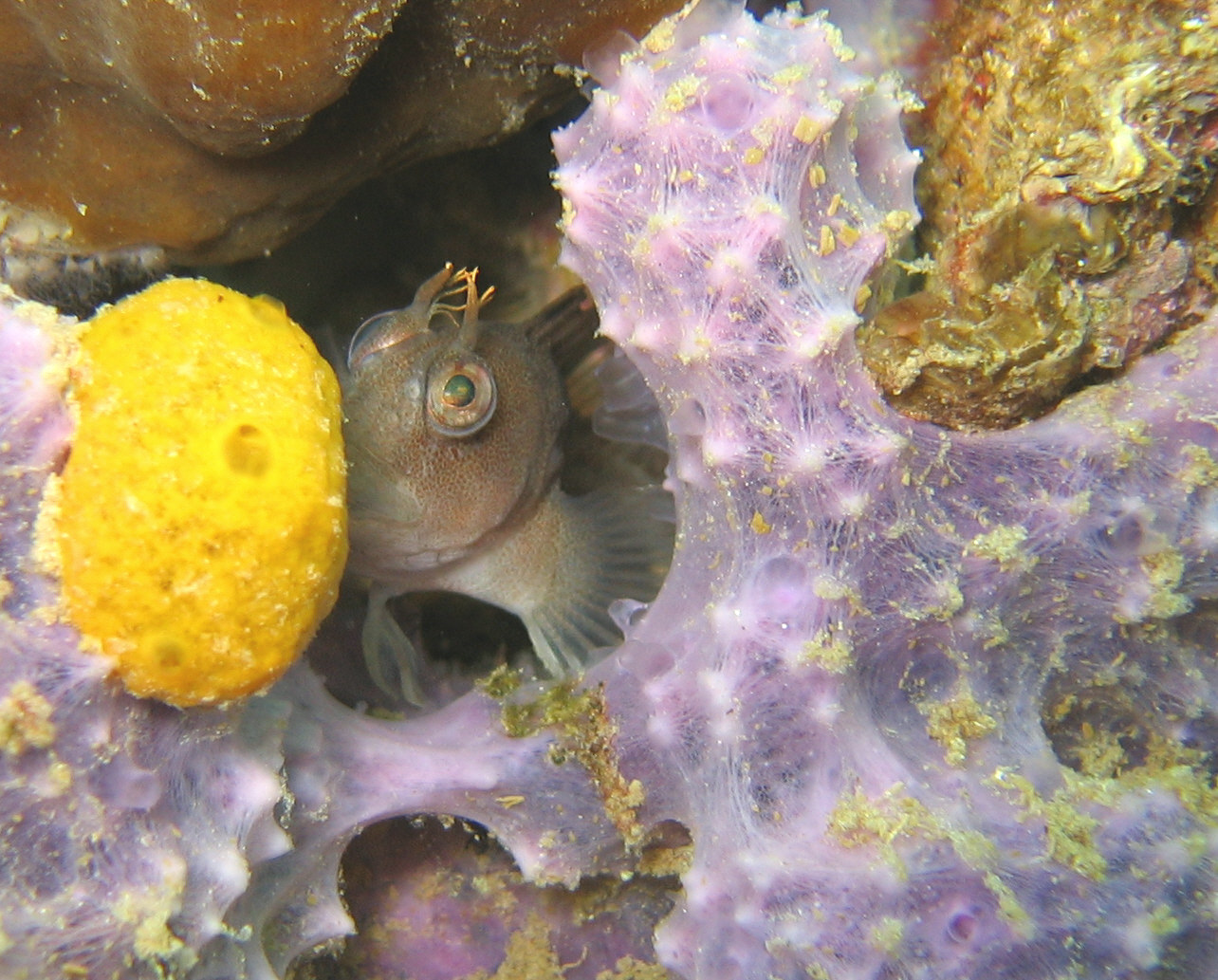 Blenny 3