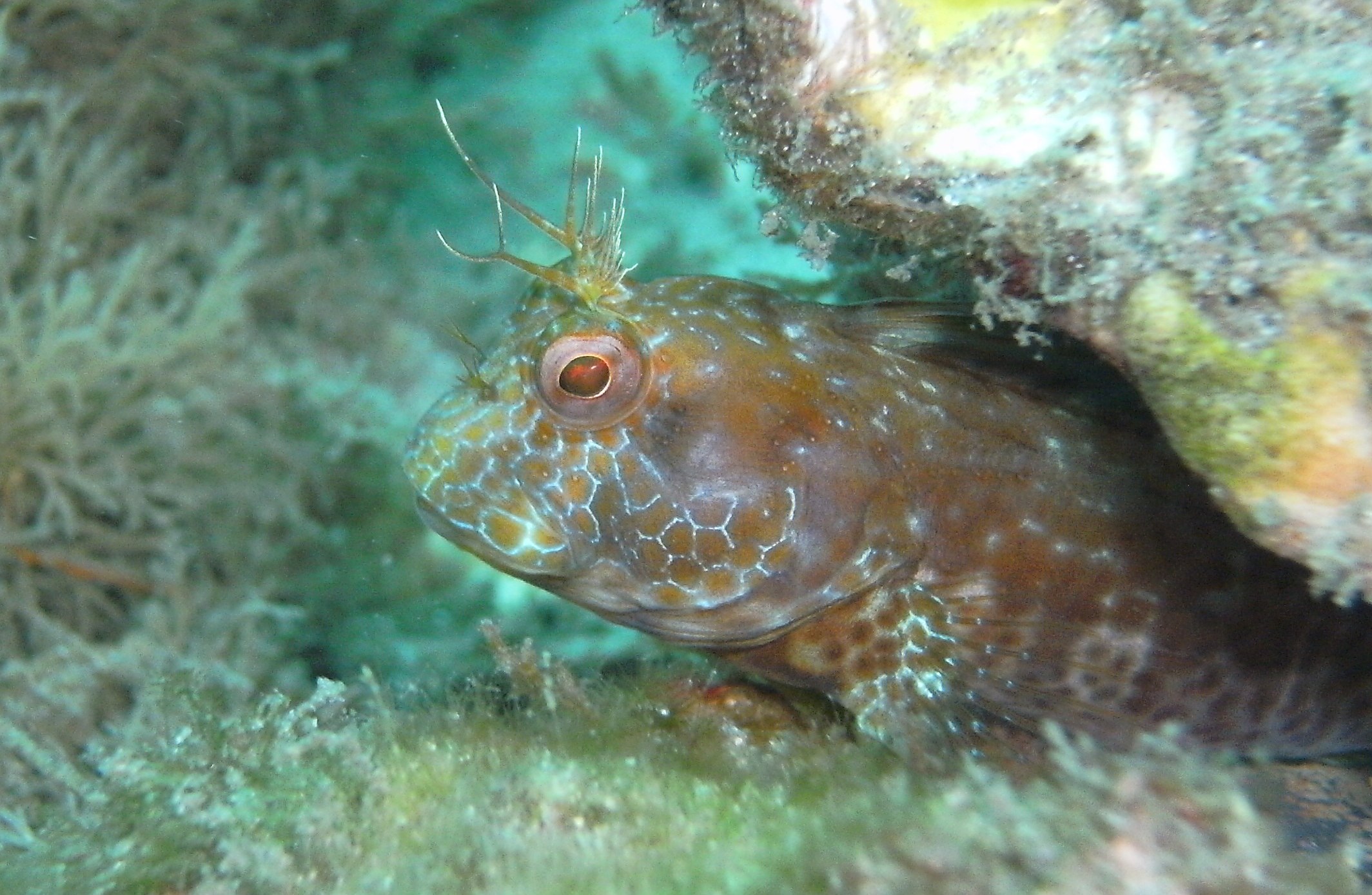blenny at blue heron bridge jan 2010