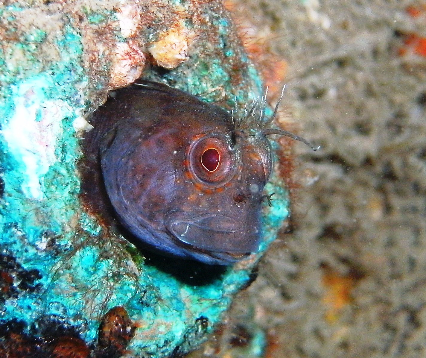 blenny at blue heron bridge