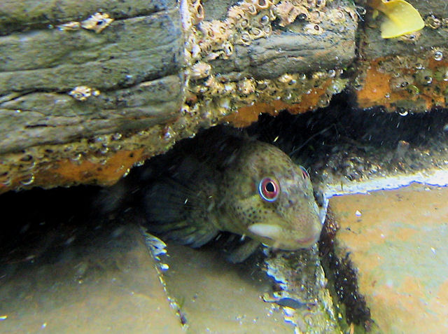 Blenny at Kimmeridge UK