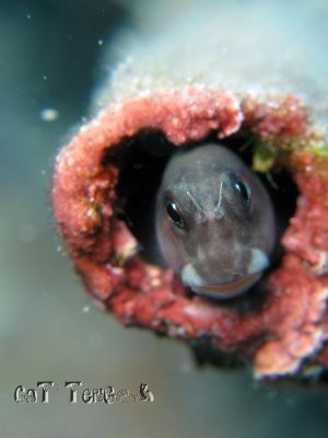 Blenny at SeaVentures Mabul