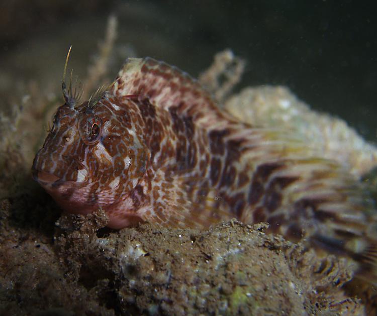 Blenny - Destin Jetties