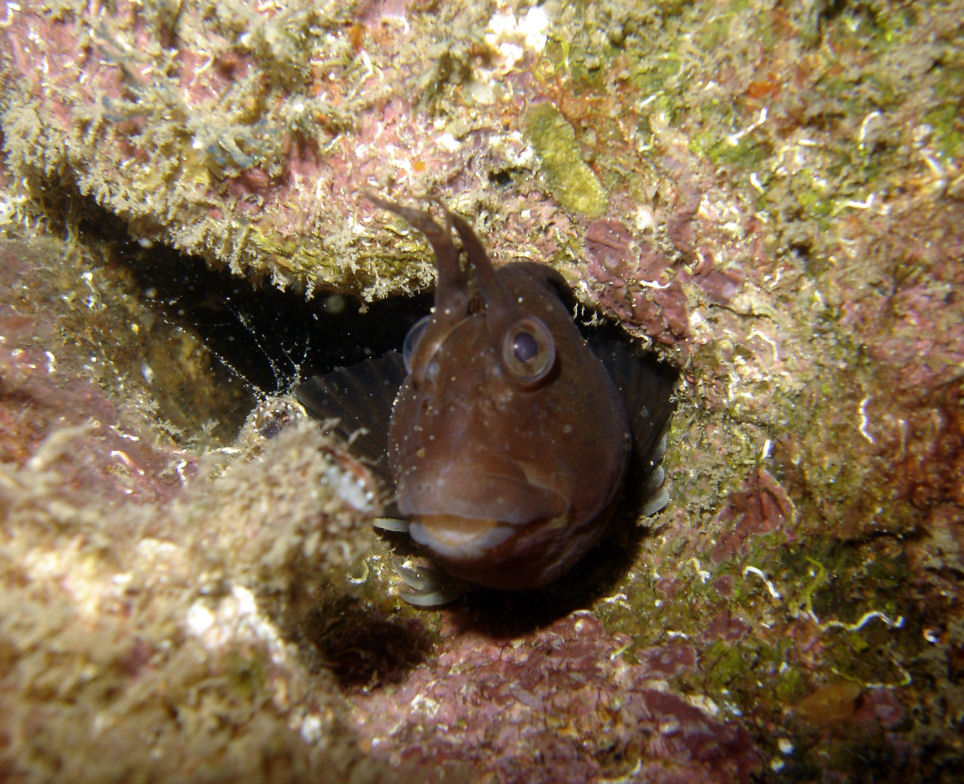 Blenny in an engine block