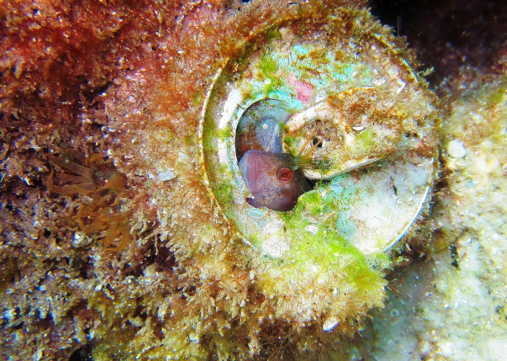 Blenny in can