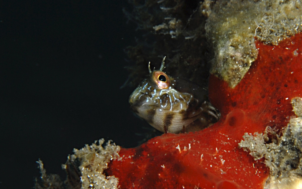 Blenny on red sponge