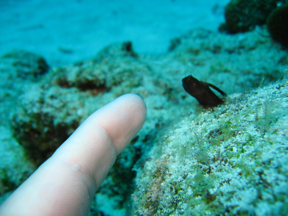 blenny size