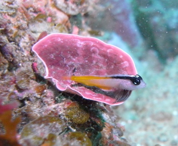 Blenny