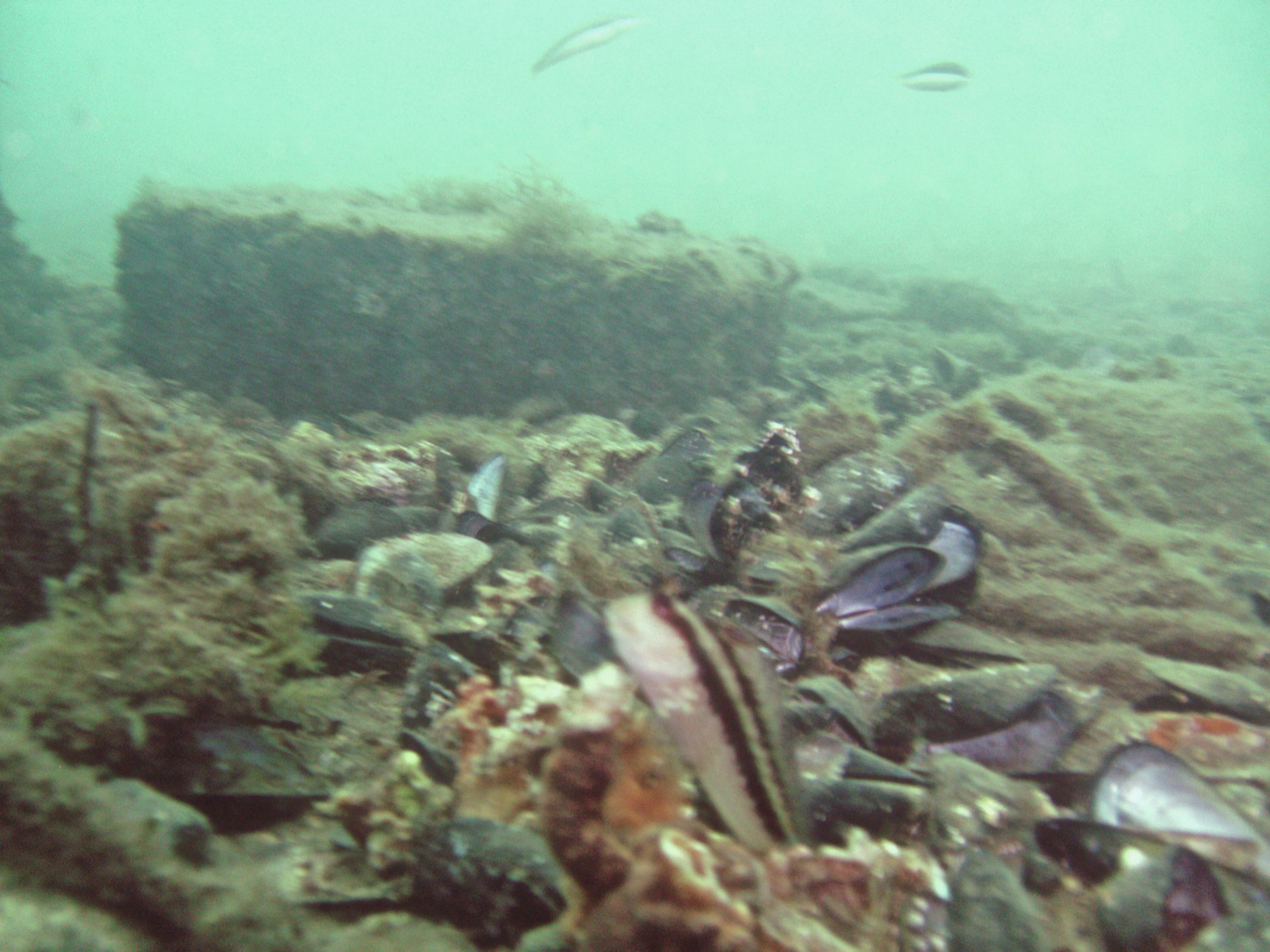 Blenny