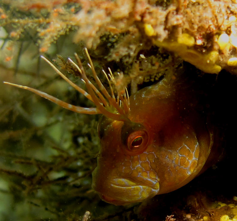 Blenny