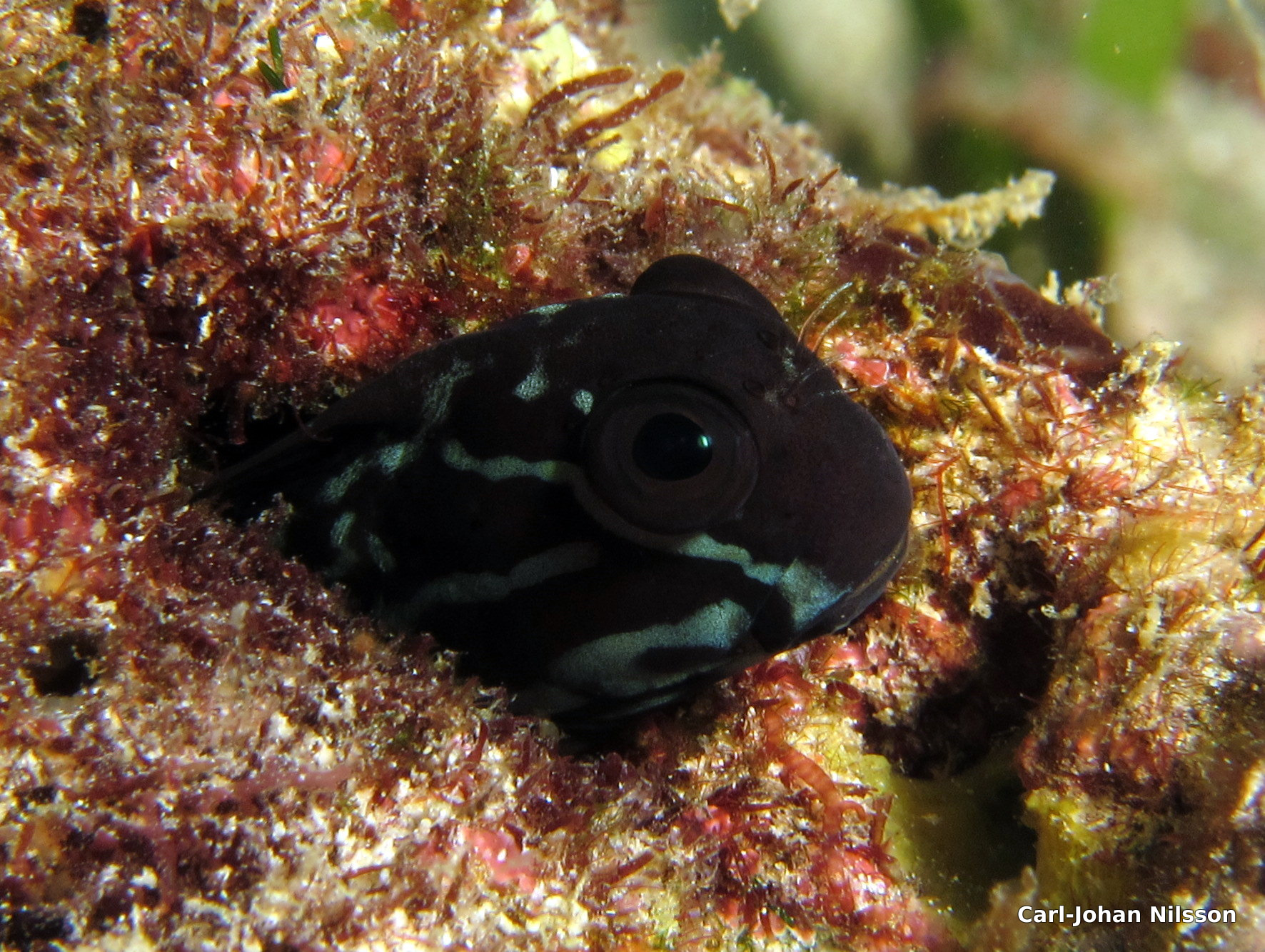 Blenny