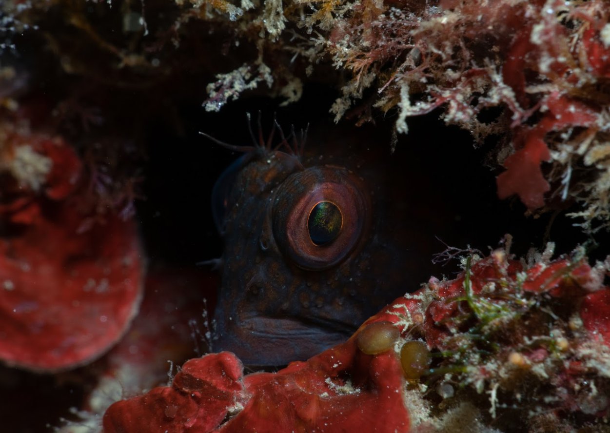 Blenny