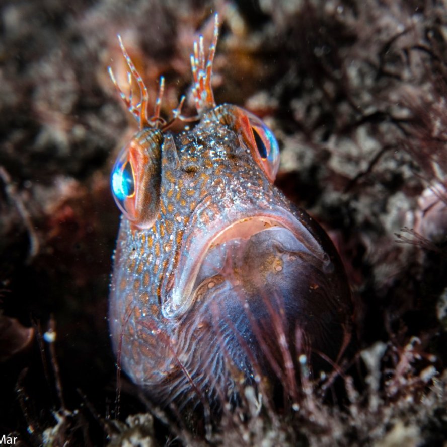 Blenny