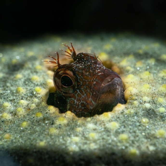 Blenny