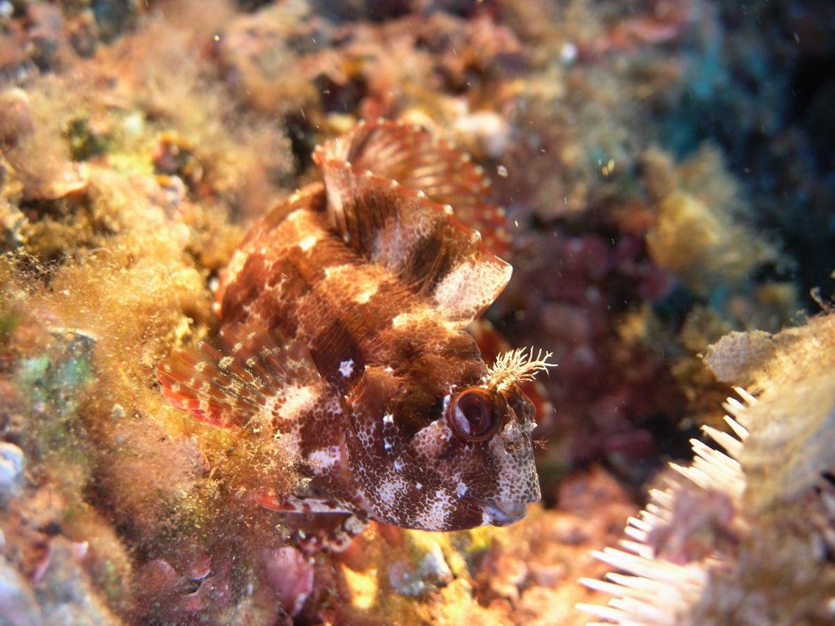 Blenny