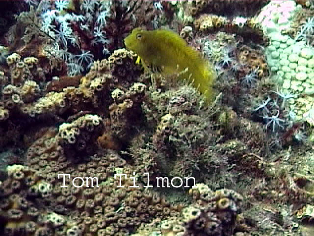 Blenny