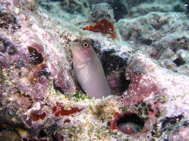 Blenny