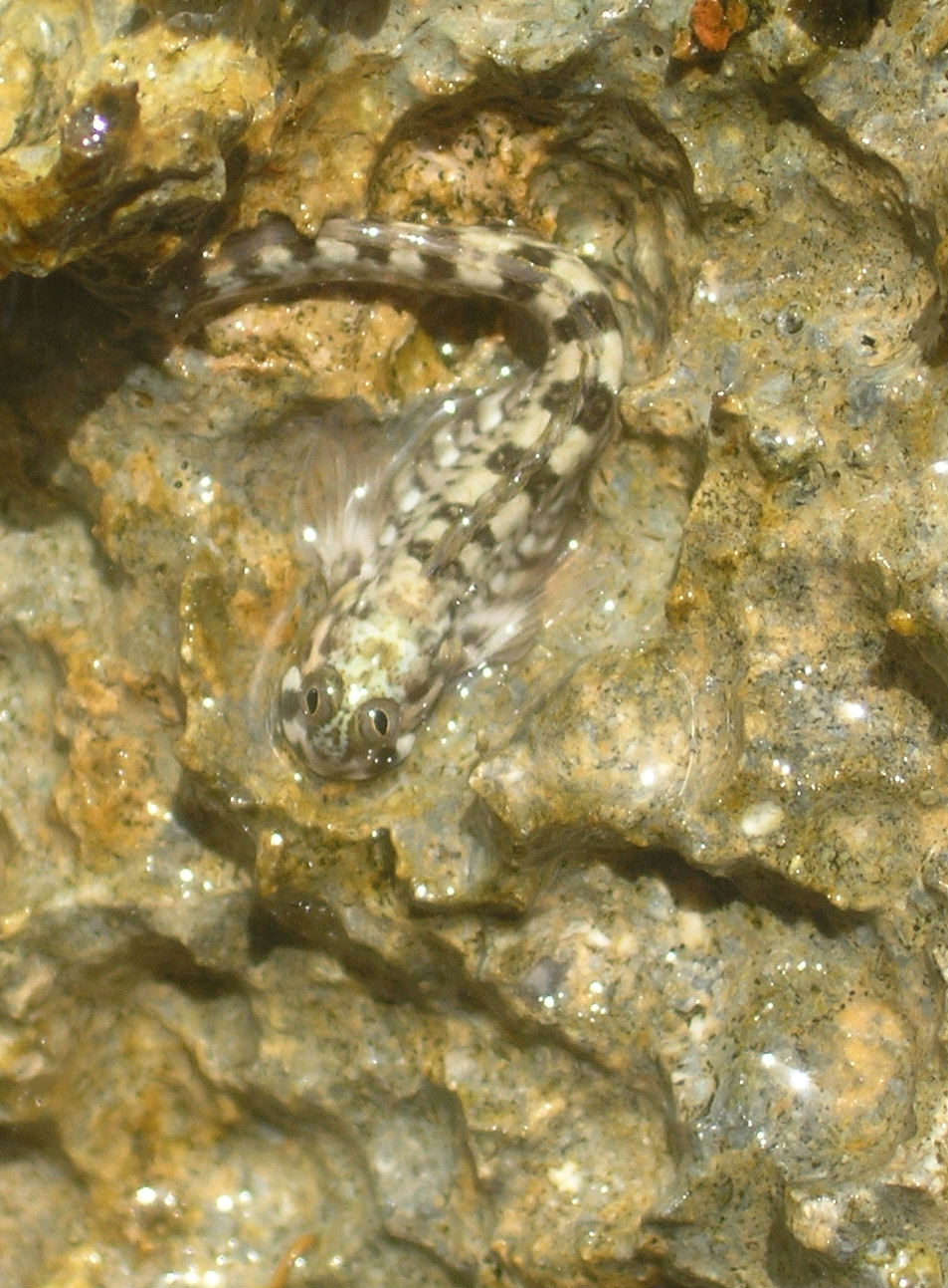 Blenny