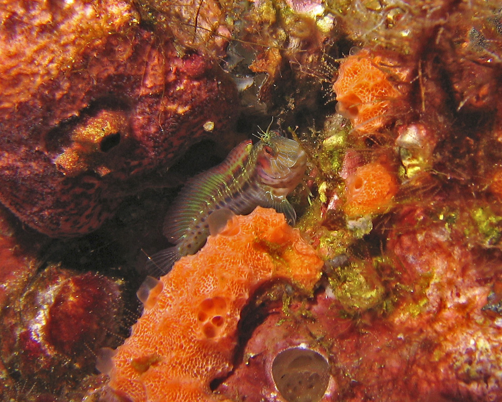 Blenny