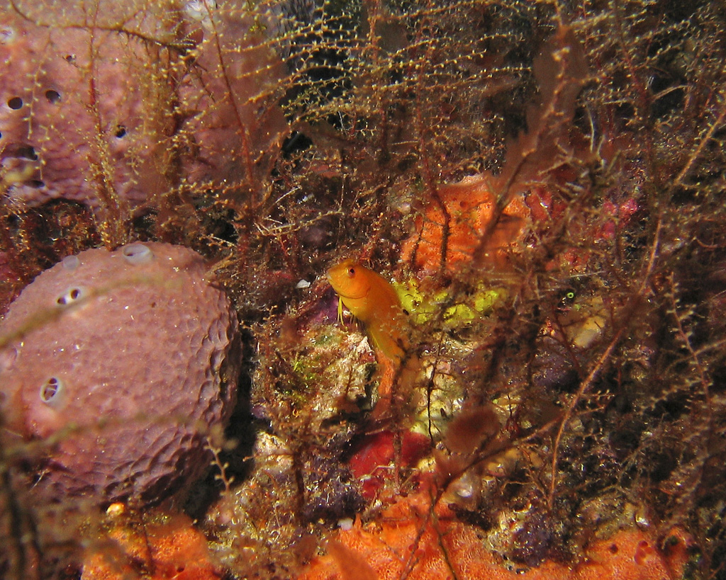 Blenny