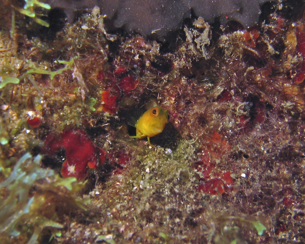 Blenny