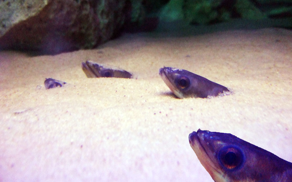 Blenny