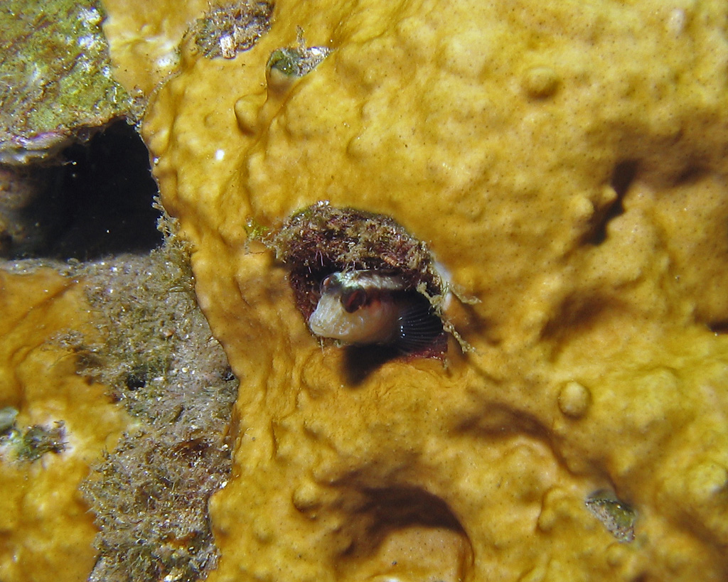 Blenny